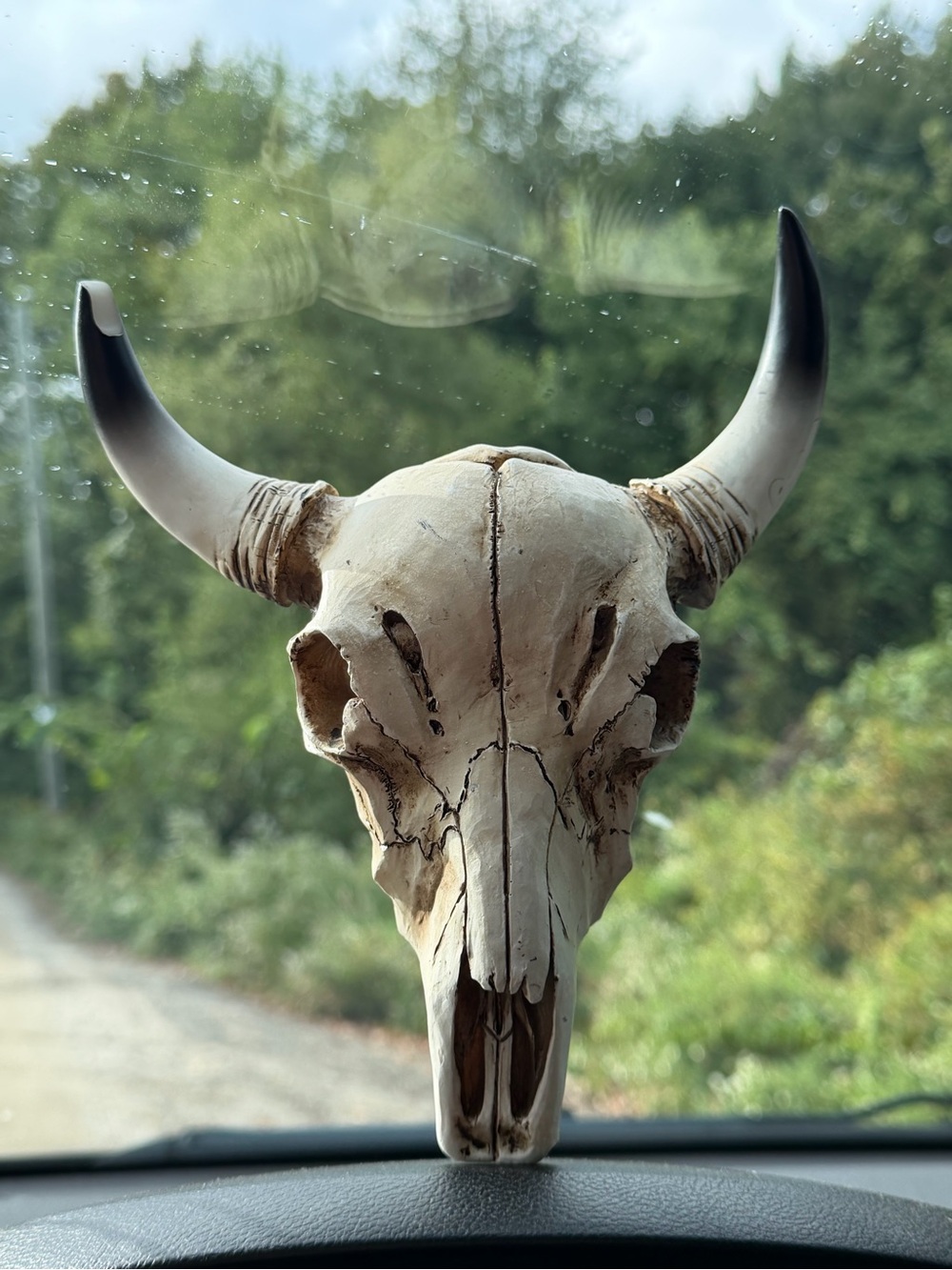 Decorative Buffalo Skull Wall Art Decor